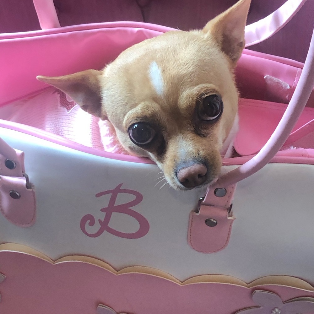 Authentic Barbie Small Dog Purse.Paris Hilton Inspired. Easy to Clean.